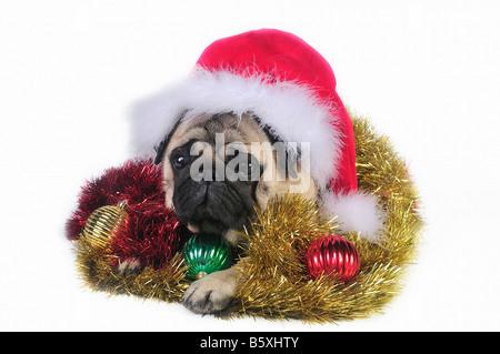 Le PUG dog wearing a santa hat, entourée d'ornements de Noël . Banque D'Images