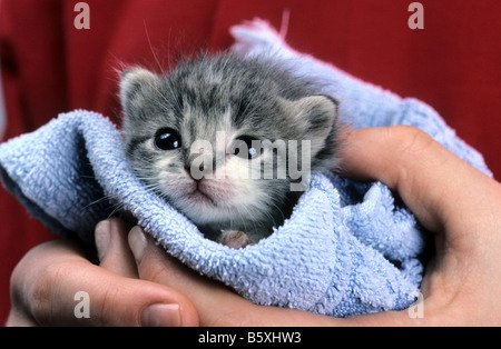 Une semaine bébé chaton gris et blanc qui s'est tenue à la main. Banque D'Images