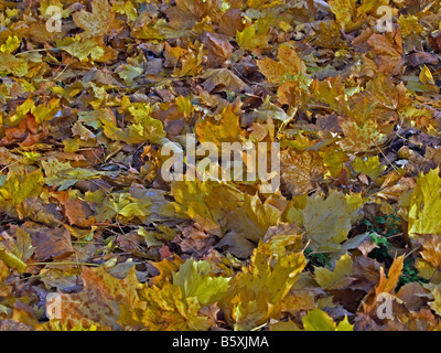 Tapis de feuilles d'automne Banque D'Images