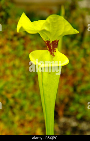 Royal Botanic Gardens Kew Richmond London Princess of Wales conservatory. Plante carnivore. Sarracenia flava Banque D'Images