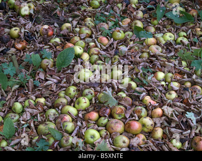 Les pommes tombées au sol, certains sont en train de pourrir Banque D'Images
