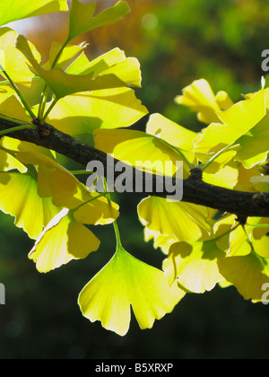 Feuilles de l'arbre Ginkgo biloba au soleil. Banque D'Images