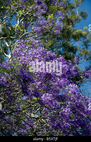 Australian jacaranda arbre en fleur avec des fleurs violettes Banque D'Images