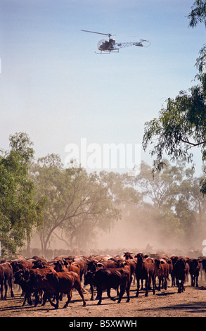 Rassemblement de bétail, outback Australie Banque D'Images