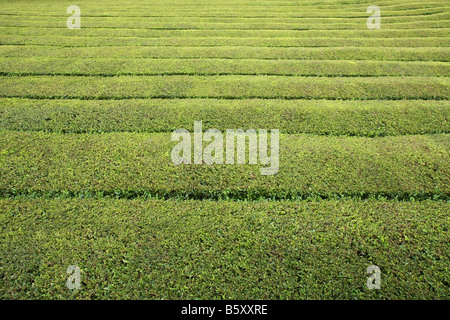 Théiers au Cha Gorreana plantation de thé, São Miguel, Açores, Portugal Banque D'Images