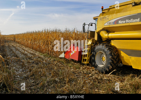 La récolte de maïs (maïs). Banque D'Images