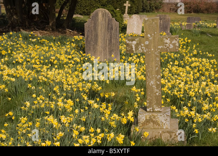 Cimetière tombes pierres tombales dans un lit de jonquilles Printemps Banque D'Images