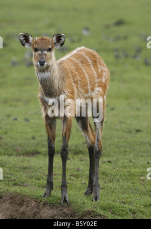 Sitatunga (Tragelaphus spekei) antilope aquatique qui avait des sabots qui évasement sur lilly pads etc. et se maintenir à flot. Banque D'Images