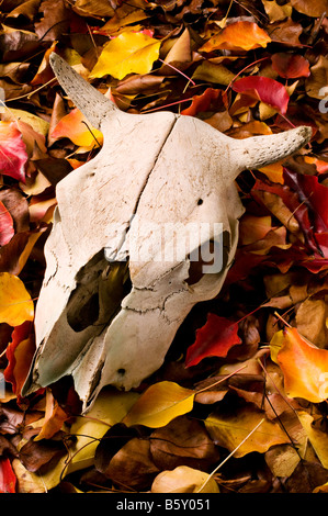 Crâne de vache dans les feuilles d'automne Banque D'Images