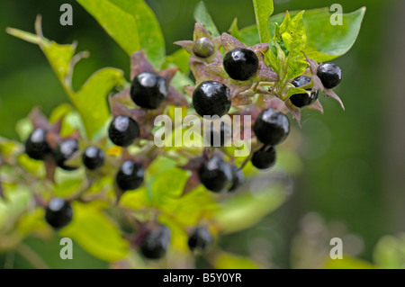 Belladone (Atropa belladonna), des rameaux aux fruits rouges Banque D'Images