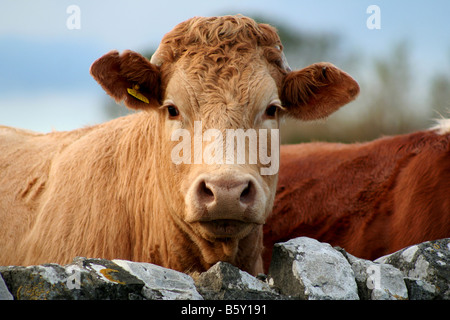 Vache de ferme à l'extérieur de Llantwit Major Vallée de Glamorgan au Pays de Galles du Sud Banque D'Images