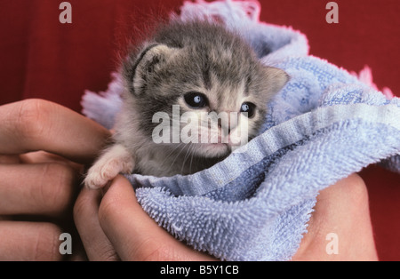 Une semaine bébé chaton gris et blanc qui s'est tenue à la main. Banque D'Images