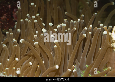 Tentacule longue (Heliofungia actiniformis Corail Plaque) Banque D'Images