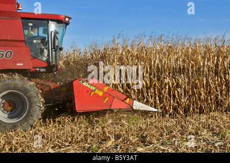 La récolte de maïs (maïs) , France. Banque D'Images