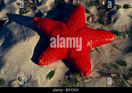 Les étoiles de mer, de l'Australie Banque D'Images