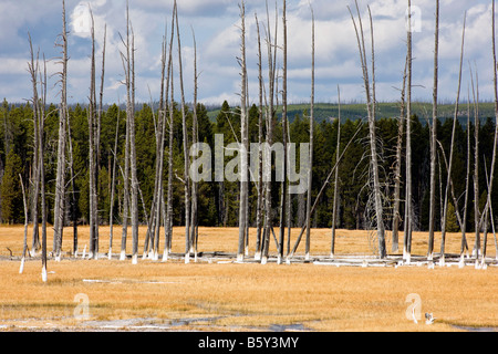 Les arbres tués par des phénomènes thermiques, près de Grand Prismatic Spring, Midway Geyser Basin, Parc National de Yellowstone, Wyoming, USA Banque D'Images