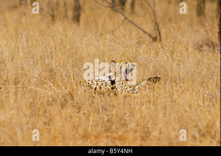 L'état sauvage des animaux guépard guépard Acinonyx jubatus en proie ambiance southafrica sud-afrika afrique du sud sauvage gape yawn béant Banque D'Images