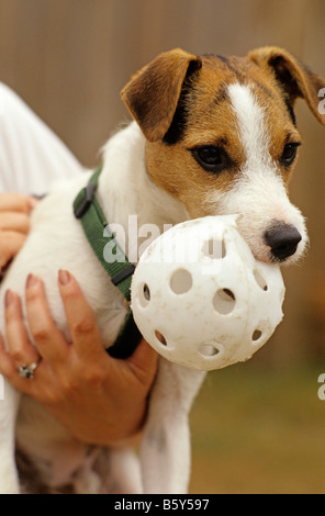 Parson Jack Russell Terrier avec look intense sur le visage avec du plastique wuffle ball dans sa bouche Banque D'Images