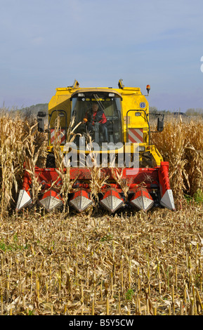 La récolte de maïs (maïs) . Banque D'Images