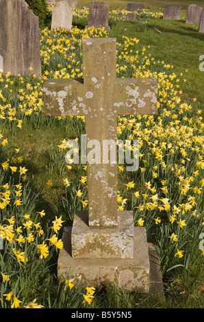 Pierre tombale cimetière tombe dans un lit de jonquilles Printemps Banque D'Images