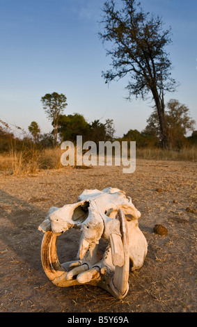 Crâne d'hippopotames au Parc National de South Luangwa en Zambie Banque D'Images