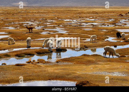 Paysage de perù désert avec lama Banque D'Images