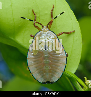 Insecte orange bronze nymphe Musgraveia sulciventris Banque D'Images