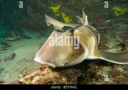 Port Jackson Heterodontus portusjacksoni, requin, dans le port de Sydney. Banque D'Images