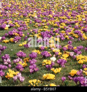 La plantation massive de crocus bulbes en fleurs dans votre pelouse Banque D'Images