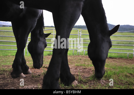 Un ensemble de projets de chevaux en tandem dans un paddock au Montana Banque D'Images