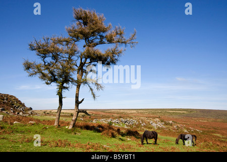 Deux poneys à Dartmoor, Devon, UK Banque D'Images