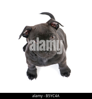 Staffordshire Bull Terrier chiot 2 mois devant un fond blanc Banque D'Images