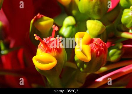 Le poinsettia unique, ou des fleurs de noël Euphorbia pulcherrima également appelée la fleur de pâques avec des pétales jaune-glandes comme Banque D'Images