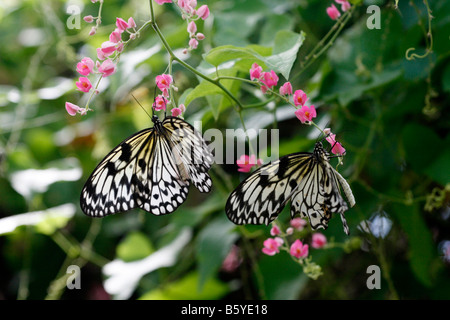 Papier de Riz papillon sur des fleurs roses dans un jardin à Cape Town, Afrique du Sud Banque D'Images