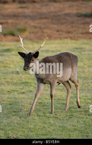 Le daim Dama dama seul mâle adulte forme foncée debout sur l'herbe prises Novembre Knole Park Kent UK Banque D'Images