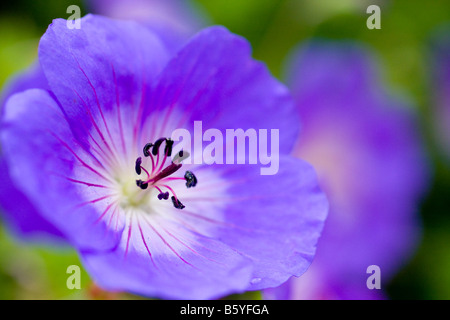 Geranium Rozanne Gerwat flower close up Banque D'Images