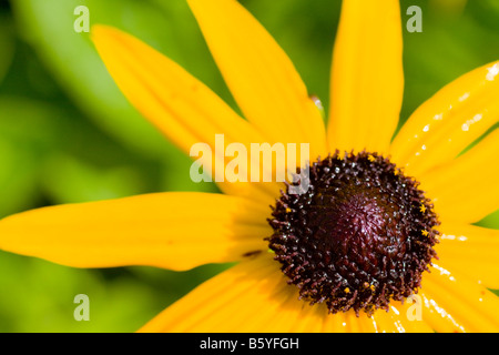Rudbeckia fulgida Goldsturm sullivanti flower close up Banque D'Images