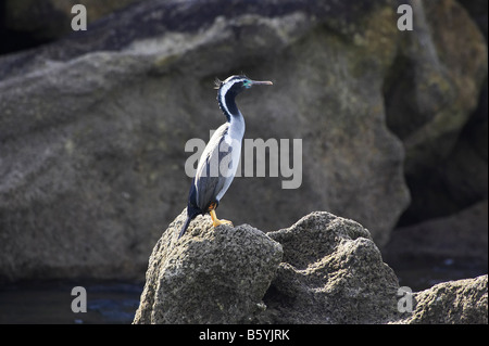 Spotted Shag Stictocarbo punctatus en plumage nuptial Parc national Abel Tasman Nelson Region ile sud Nouvelle Zelande Banque D'Images