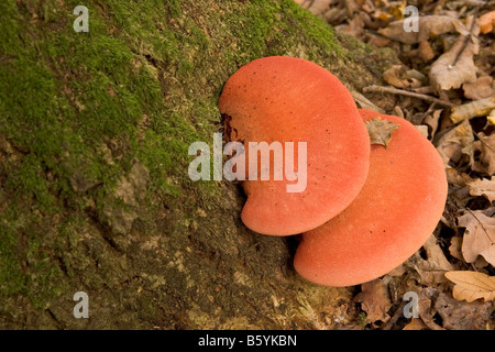 Champignon Fistulina hepatica (Beefsteak) Banque D'Images