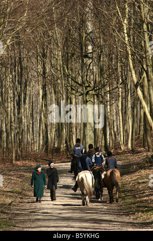 Sur un cheval dans une forêt au Danemark Banque D'Images