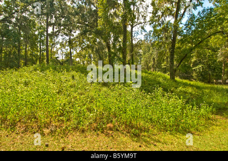 Lake Jackson Mounds Archaeological State Park Tallahassee Floride temple indien terre mounds escaliers en bois boardwalk Banque D'Images