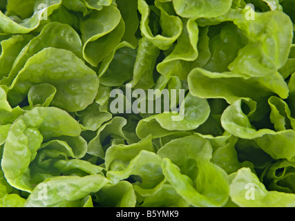 Grande image de vert laitue pour un arrière-plan Banque D'Images
