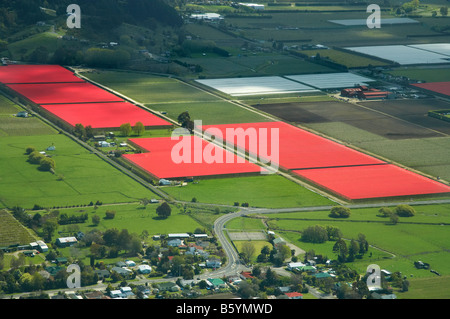 L'ombre et la compensation d'oiseaux sur les vergers Riwaka près de Motueka Nelson Region ile sud Nouvelle Zelande aerial Banque D'Images