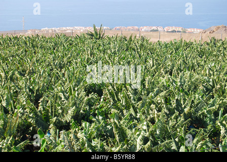 Plantations de bananes près d'Alcala, Tenerife, Iles Canaries, Espagne Banque D'Images