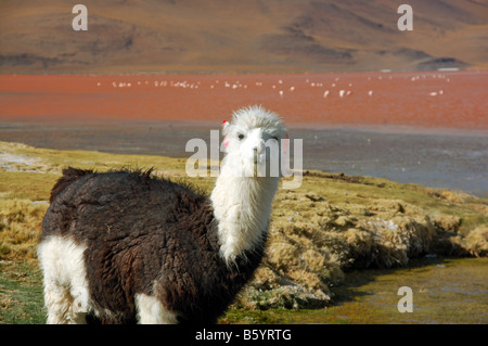 Alpaga sur la rive de la Laguna Colorada colorés près du lac salé de Bolivie Banque D'Images