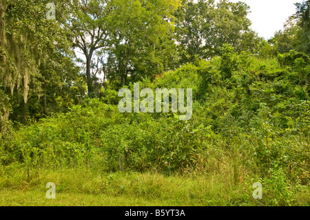 Lake Jackson Mounds Archaeological State Park Tallahassee Floride Indian Mounds temple de la terre Banque D'Images