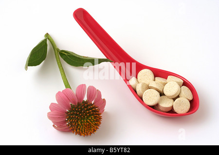 Purple pills coneflowers (Echinacea purpurea) Banque D'Images