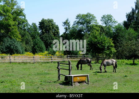 Chevaux koniks polonais (primitive), Zwierzyniec, Région Roztocze, voïvodie de Lublin, Pologne Banque D'Images