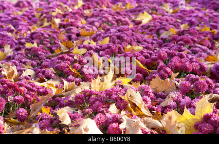 Fleur de chrysanthème automne fond avec abscissed leafs magenta Banque D'Images