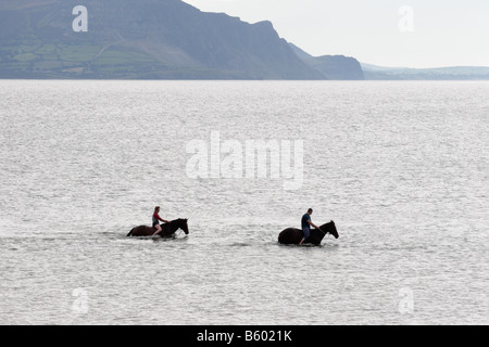 En tenant les chevaux pour une baignade à la plage Dinas Dinlle Baie de Caernarfon au Pays de Galles avec la péninsule Llyn derrière Banque D'Images